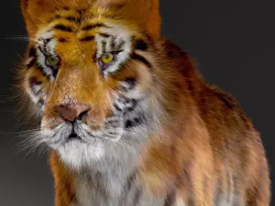 Amur Tiger v2 Low-poly 3D model