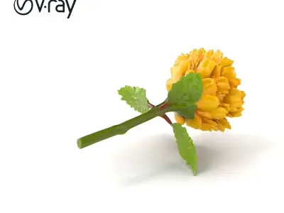 Yellow Ranunculus Flower Botanical model pack Low-poly 3D model