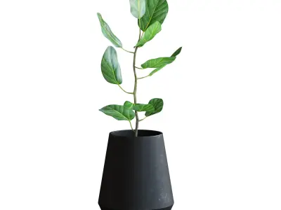Ficus Plant II 3D model