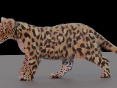 Jaguar leopard puma Panthera Onca with Fur 3D model