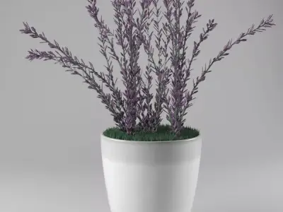 Decorative lavender 3D model