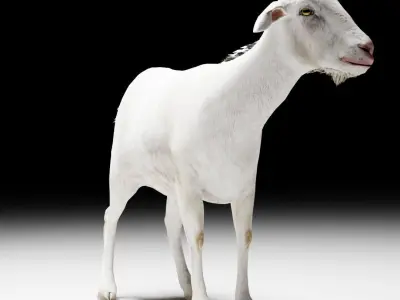 Alpine Goat  3D model