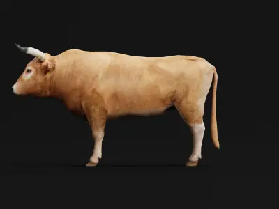 Oxen Bullock Mammal Animal Low-poly 3D model
