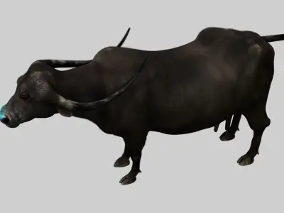 buffalo cow fur 3d model 3D model