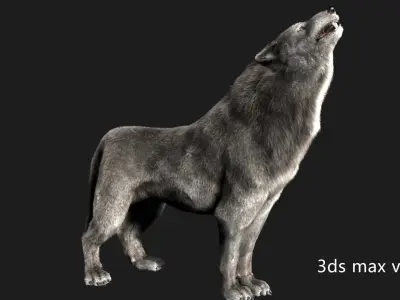 wolf wild dog husky beast howl hair Low-poly 3D model