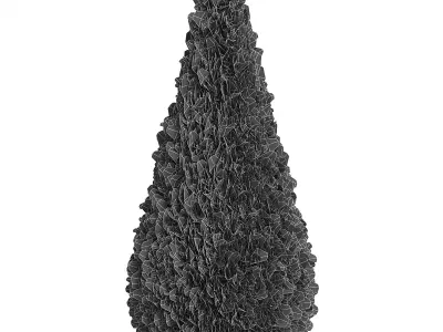 Thuja Shrub VI 3D model