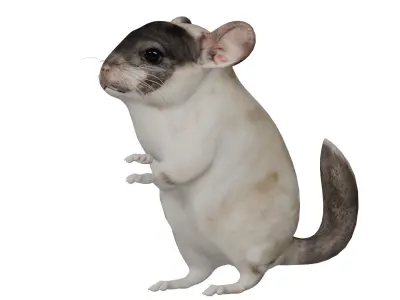 Chinchilla Low-poly 3D model