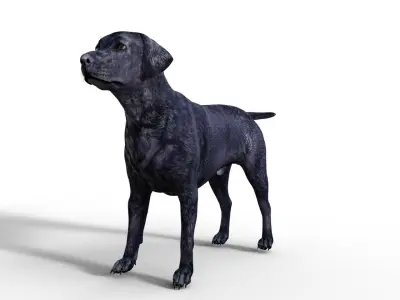Labrador Retriever Dog Rigged Animated Low-poly 3D model