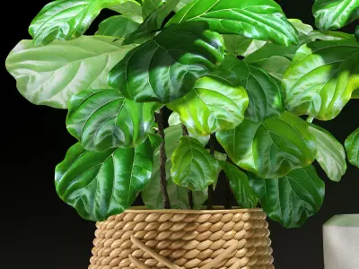 ficus plants 115 3D model