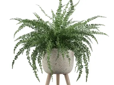 Fern in biedge pot 3D model