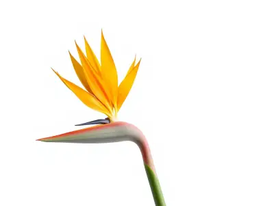 Strelitzia Flower Elegance model pack Low-poly 3D model