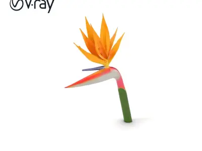 Strelitzia Flower Elegance model pack Low-poly 3D model