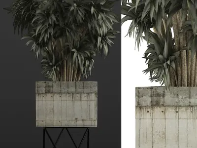 Plants Collection 80 3D model