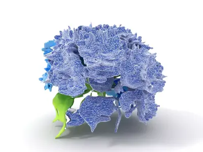 Blue Hydrangea Blossom model pack Low-poly 3D model