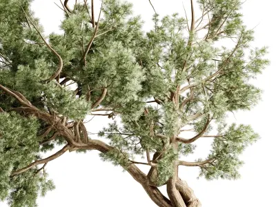  Bonsai Tree in a stand metal pot - Indoor Plant 709 3D model