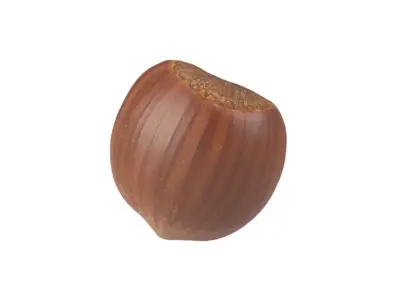 Photorealistic Hazelnut 3D Scan 3 3D model