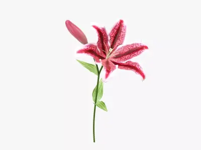 Lily flower red 01 3D model