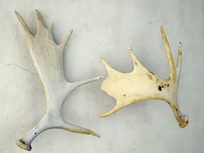 Naturally-Shed Moose Antlers 2 3D model