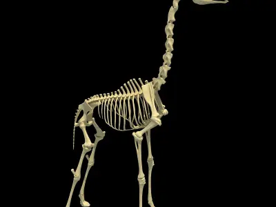 Realistic Giraffe Skeleton 3D model