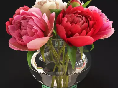 Flowers Peonies  3D model