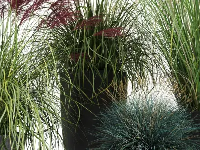 Decorative Cereals in Planters 3D model