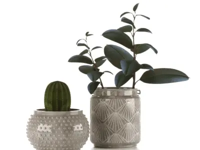 Plant Collection two cactus plants in vase 3D model