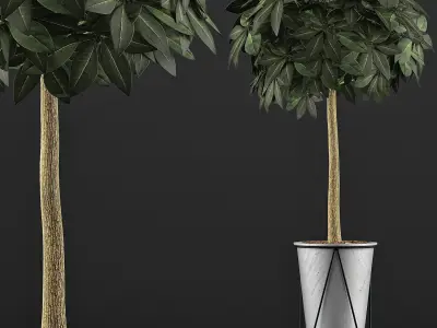 Plants Collection 81 3D model