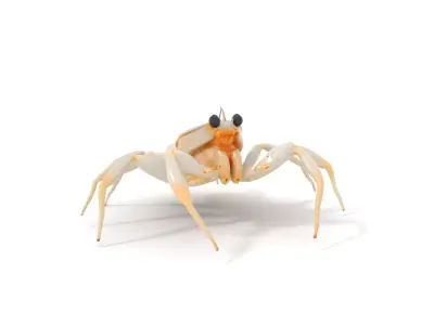 White Crab model pack Low-poly 3D model