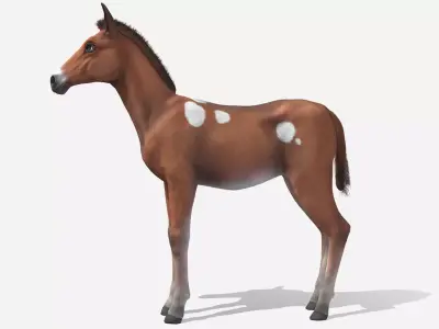 Horse - Foal Low-poly 3D model