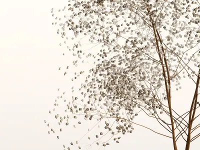 Dry Flowers 002 3D model