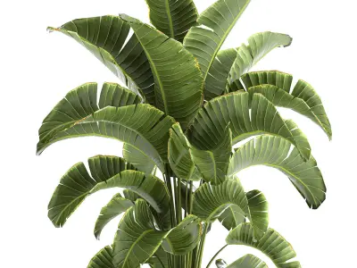Banana palm in a pot for the interior 774 3D model
