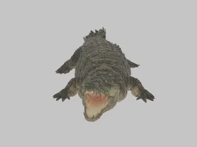 Highly Detailed Crocodile 3D Model 3D model
