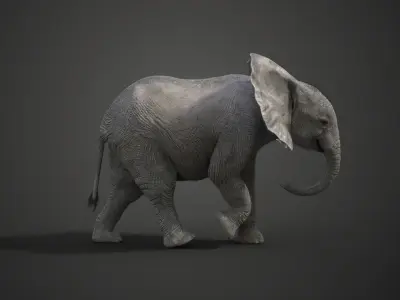 Young African Elephant Animated  VFX Grace 3D model