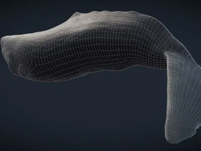 Sperm Whale 3D model