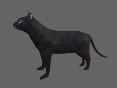 Black Cat - Low and High Detail - Gato Preto Low-poly 3D model