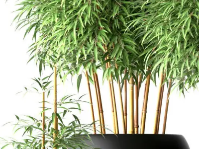 Bamboo plant 3D model