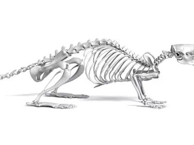 Rat Skeleton 3D Model 3D model