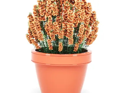 Diascia Plant 3D model