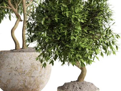 Outdoor plant in concrete pot 12 Low-poly 3D model