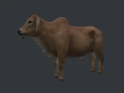 Indian Cow Low-poly 3D model