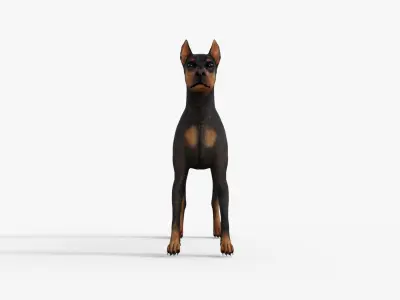 Doberman 3D Dog Rigged 3D model
