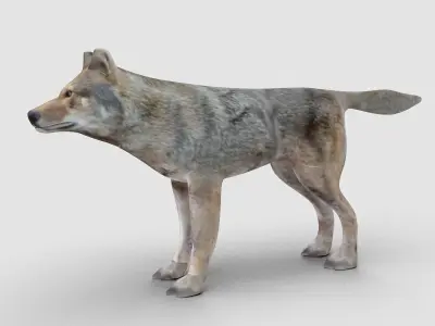 Wolf Model 3D model