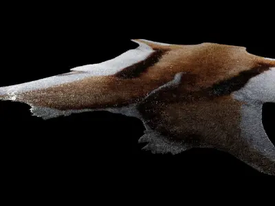 Springbok Hide Rug 3D model