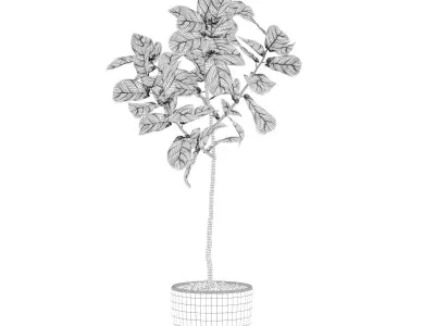 Ficus Lyrata in black pot 3D model