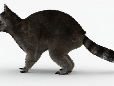 Animated Raccoon with MAYA XGEN Fur Low-poly 3D model