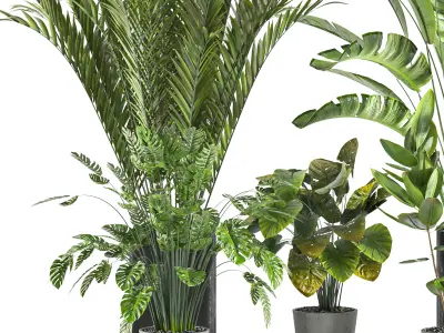 Collaction Indoor plant vol 45-02 3D model