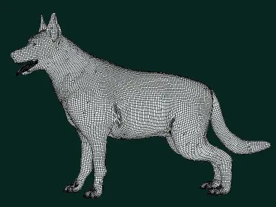 Black German Shepherd Dog Breed 3D model