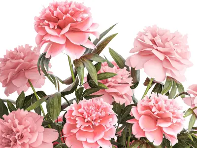 Bouquet of pink peonies flowers in a glass vase 378 3D model