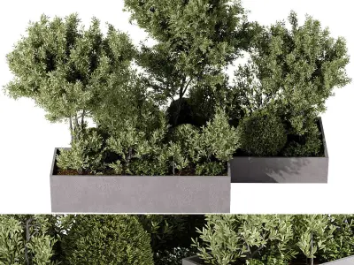  Outdoor Plants - 5 Plants in box 3D model