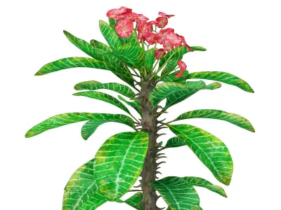 Plant 7 hibiscus flower 3D model